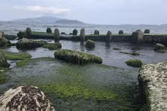 Green scenery at the moss beach on the shore of Nha Trang Bay (Photo: VNA)