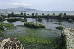 Green scenery at the moss beach on the shore of Nha Trang Bay (Photo: VNA)