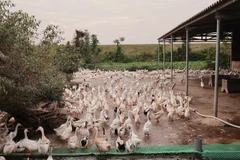 A duck raising farm in Quang Yen township, Quang Ninh province. Starting from July 1, farmers are allowed to borrow up to 300 million VND (12,000 USD) without collateral. (Photo; VNA)