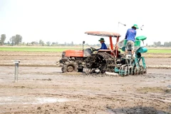 Farmers in Can Tho city use machines to sow rice seeds in fields which are planted under the Ministry of Agriculture and Rural Development’s project to sustainably develop one million hectares of high-quality and low-emission rice cultivation associated with green growth in the Mekong Delta by 2030. (Photo: VNA)