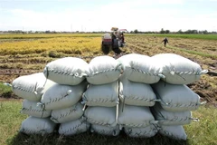 Farmers harvest rice in Central Java province, Indonesia. (Photo: Xinhua/VNA)