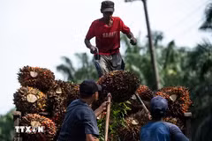 Malaysia's palm oil industry shifts towards high-value products