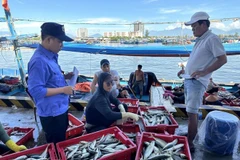 A staff member of the Tho Quang fishing port management team inspects the catch volume of a fishing vessel upon arrival. (Photo: VNA)