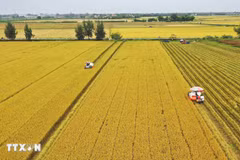 Harvesting high-quality rice under the pilot phase of the one-million-hectare programme for specialised, low-emission rice cultivation in Dong Thap Province. (Photo: VNA)