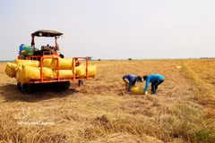 Farmers harvest rice in An Giang province. (Photo: VNA)