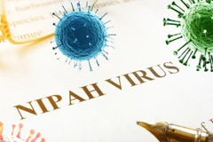 Vietnam steps up Nipah virus prevention at border gates (Photo: suckhoedoisong.vn)