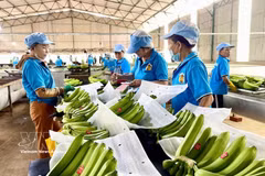 Bananas are processed for export. (Photo: VNA) 