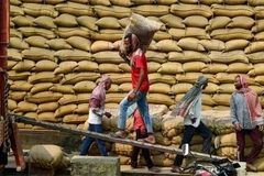 Workers transport rice at a warehouse in Jalandhar city, India. (Photo: ANI/VNA)