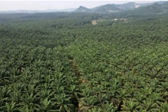 Palm oil trees grow at the Cikasungka palm oil plantation, operated by PT Perkebunan Nusantara VIII, in Bogor Regency in West Java, Indonesia, on Monday, June 20, 2022. Indonesia has slashed the maximum crude palm oil export levy by nearly half in another step to speed up shipments after lifting a temporary export ban on the commodity last month. (Photo: cnbc.com) 