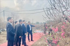 Delegates and visitors tour the artistic peach blossom exhibition, admiring outstanding works meticulously created by artisans and residents of the Nhat Tan peach blossom village. (Photo: VNA)