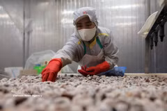 A worker processes clams for export at a processing facility of Thanh Hoa Seafood Import-Export JSC in Thanh Hoa province. (Photo: VNA)