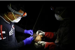 Field lab assistants catch a bat in their net as they collect specimens for their Nipah virus research in the Shuvarampur area of Faridpur, Bangladesh, Sep 14, 2021. (File photo: REUTERS) 