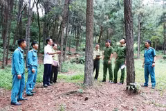 Forest rangers in Hanoi inspect woodland areas in Trung Gia commune. (Photo: hanoimoi.vn) 