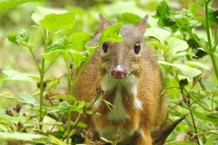 A Tragulus kanchil at Ben En National Park, Thanh Hoa province (Photo: VNA) 