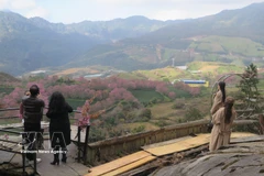 Tourists check in at the cherry apricot blossom garden in the O Quy Ho Pass area, Sa Pa. (Photo:VNA) 