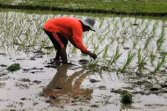 The expected return of El Niño later this year and soaring fertiliser prices due to the Middle East conflict are raising concerns over declining rice production in the Philippines. (Photo: AP)