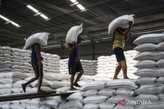 Workers carry sacks of rice at a Bulog warehouse in Semarang, Central Java. (Photo: ANTARA) 