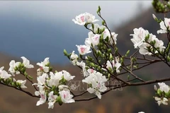 Ban (Bauhinias) Flower Festival will be held from March 13-16 in Dien Bien province (Photo: VNA)