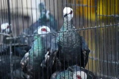 1,200 endangered birds rescued from smuggling operation in Indonesia (Photo: AFP) 