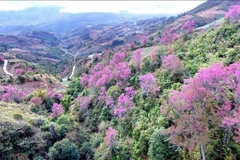 Wild peach blossoms attract tourists at Yen Bai province (Photo: VNA)