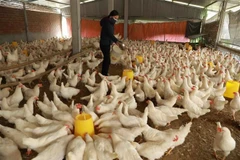 Vietnam’s livestock exports reach 447.5 million USD in the first nine months. (Photo: VNA)