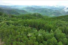An area of large-timber plantation forest in Van Canh commune under the management of the Van Canh Forest Protection Unit. (Photo: VNA)