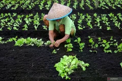  A farmer plants vegetable seedlings in a peatland in Pontianak, West Kalimantan, Indonesia (Photo: ANTARA)