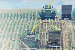 Exploring TH True Milk’s green journey: where nature meets innovation