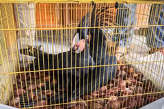Authorities seize two palm cockatoos (Probosciger aterrimus) from an illegal wildlife trade in Manado, North Sulawesi, March 10, 2026.( Photo: ANTARA) 