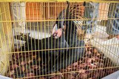Authorities seize two palm cockatoos (Probosciger aterrimus) from an illegal wildlife trade in Manado, North Sulawesi, March 10, 2026.( Photo: ANTARA) 