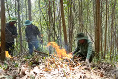 Controlled burning is carried out in planted forest areas to reduce forest fire risks during the peak dry season in Dak Lak province. (Photo:VNA) 