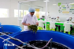 Workers handle the preliminary processing of sea grapes before production. (Photo: VNA) 