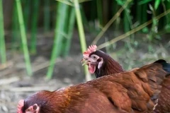 Cambodia reports third fatal human H5N1 case of the year. (Photo: cidrap.umn.edu) 