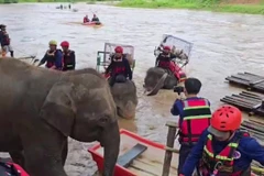 Elephants join flood rescue drill in northern Thailand (Photo: myanmaritv.com)