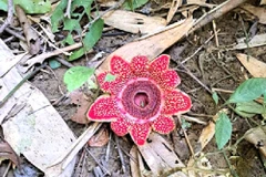 The Himalayan sapria found in the Phong Nha – Ke Bang National Park (Photo published by VNA)