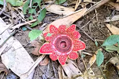 The Himalayan sapria found in the Phong Nha – Ke Bang National Park (Photo published by VNA)