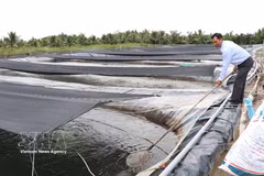 A tilapia fingerling nursery operated by Cuu Long Fisheries JSC in Vinh Kim commune, Vinh Long province. (Photo: VNA) 