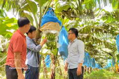 A banana plantation cultivated to standardised production practices by Hung Son High-Tech Agriculture JSC in An Phu ward, Gia Lai province. (Photo: VNA) 