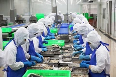 Shrimp processed for exports. Around 80 per cent of Vietnamese companies reported rising costs stemming from changes in tariffs and trade uncertainty, the HSBC report found. (Photo: VNA) 