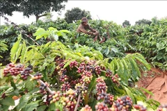 Harvesting coffee on a plantation owned by the Vietnam National Coffee Corporation. (Photo: VNA)