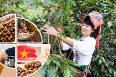 Vietnamese coffee shifts from production hub to global value partner (Photo: VNA)
