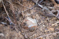 Quang Tri neutralises dangerous cluster bombs near homes of local residents. (Photo: VNA)