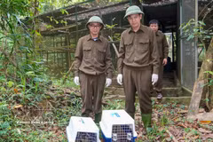 All the animals underwent health checks and assessments of their ability to adapt to the natural environment before being safely released. (Photo: VNA) 