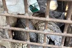 Quang Tri recently received two endangered pangolins from local resident. (Photo published by VNA)