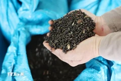 Vietnam emerges as Thailand’s key pepper supplier (Photo: VNA)