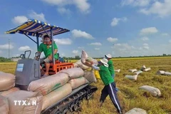 Vietnam strengthens foothold in the Canadian rice market (Photo: VNA) 