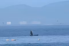 A whale is spotted in Nha Trang bay. (Photo published by VNA) 