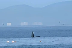 A whale is spotted in Nha Trang bay. (Photo published by VNA) 