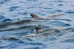 The Department of Fisheries Malaysia is amending the Fisheries Regulations 1999 to add nine whale and dolphin species to the protected list to strengthen monitoring and enforcement against threats in Malaysian waters. (Photo: malaymail.com) 
