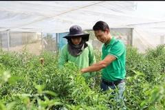 Nguyen Viet Tu (right) and a cooperative technician inspect a bird’s eye chilli field ready for harvest for export to European countries. (Photo: VNA)